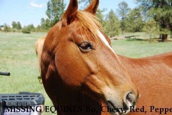 MISSING EQUINES Bo, Chexy, Red, Pepper Near Parker, CO, 80134